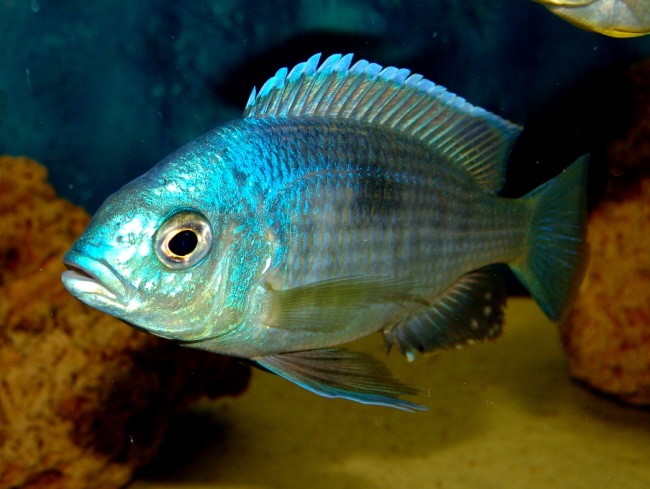 Copadichromis pleurostigma 'Kande Island'